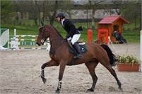 Nice Horse for sale-Sample Listing