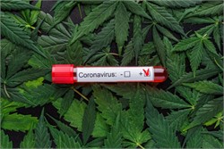 Scientists Believe Cannabis Could Help Prevent And Treat Coronavirus