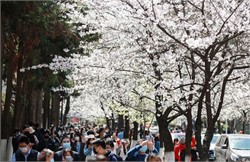Cherry Blossoms Test Isolation’s Limits in Washington